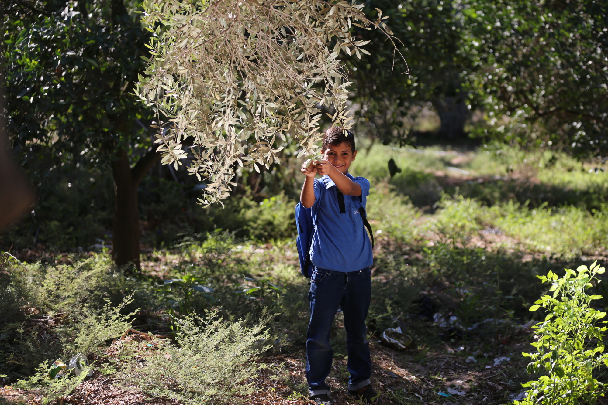 بالصور: موسم حصاد الزيتون في غزة