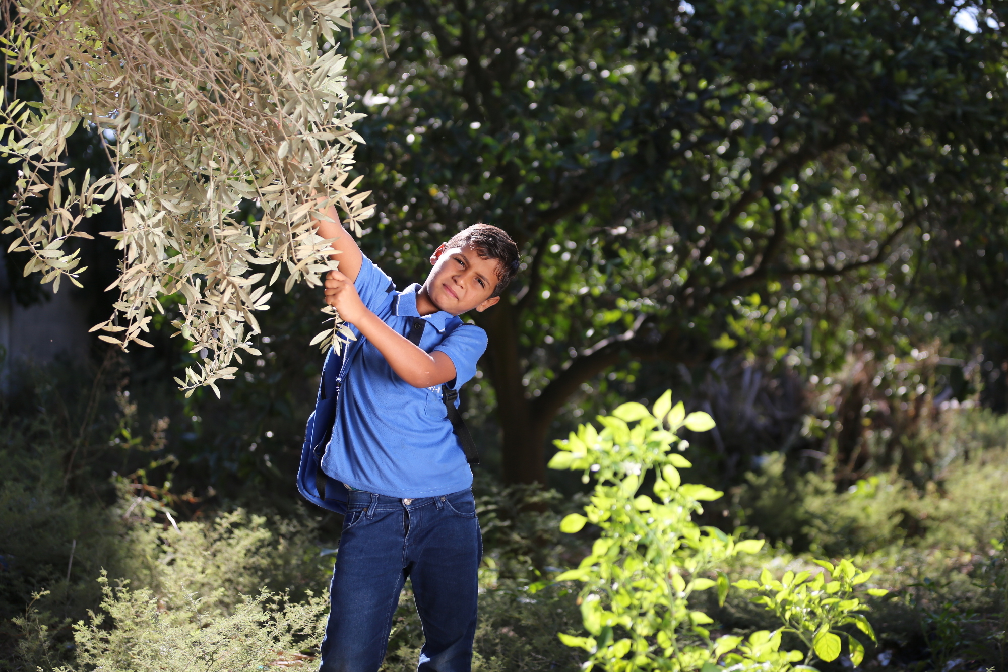 بالصور: موسم حصاد الزيتون في غزة