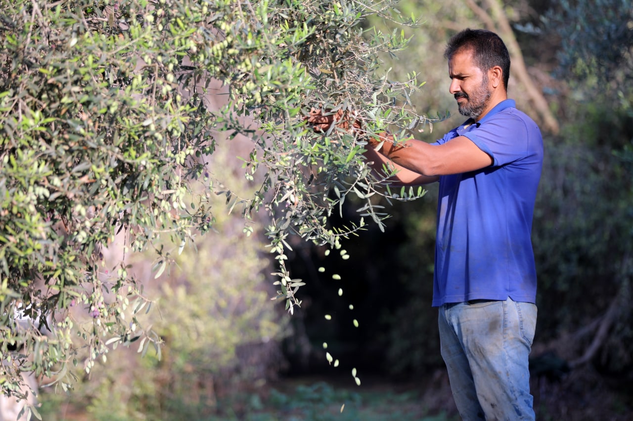مـوسـم قـطف الزيتون في غـزة