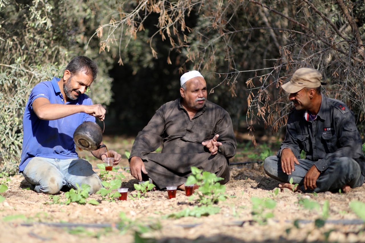 مـوسـم قـطف الزيتون في غـزة
