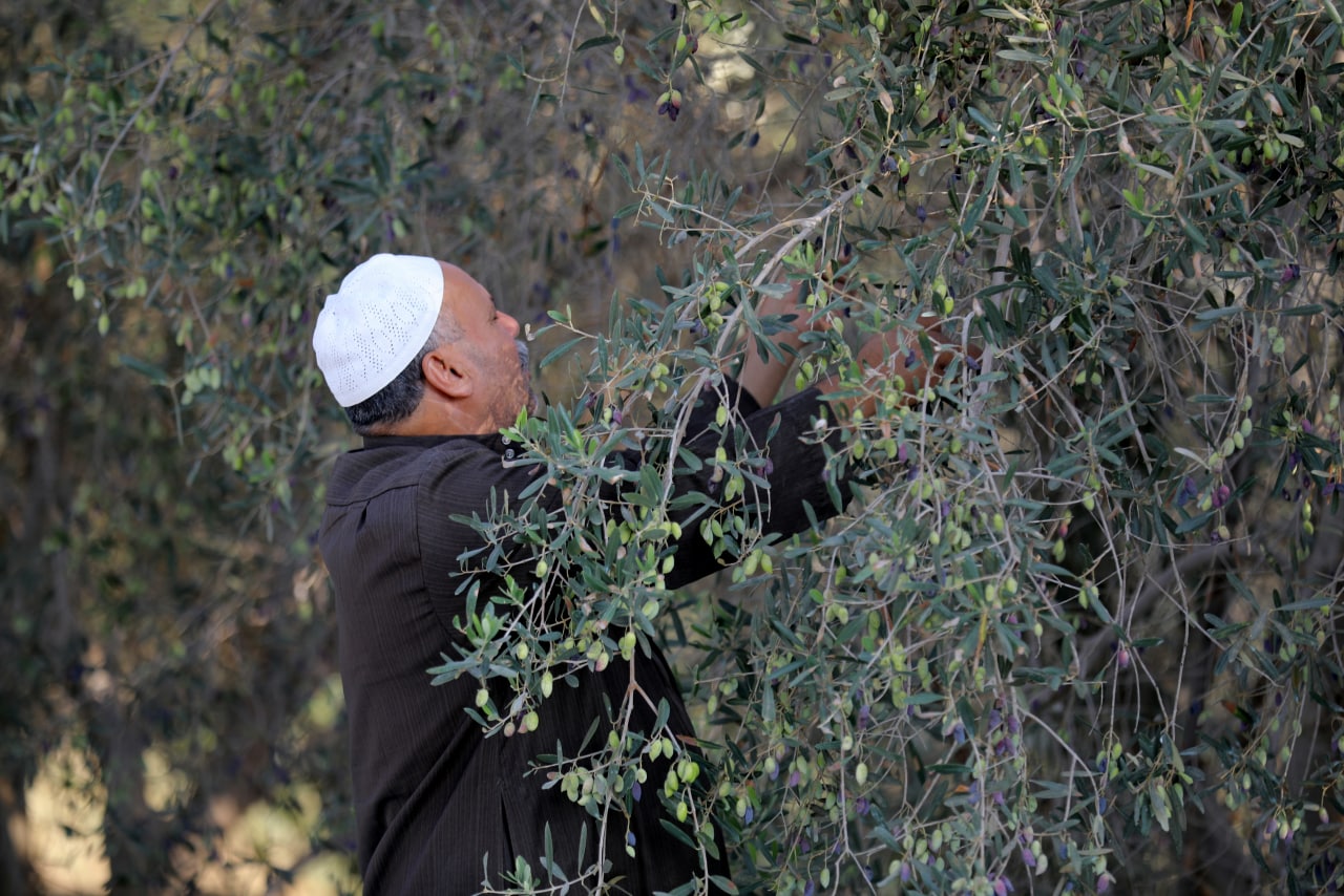 مـوسـم قـطف الزيتون في غـزة