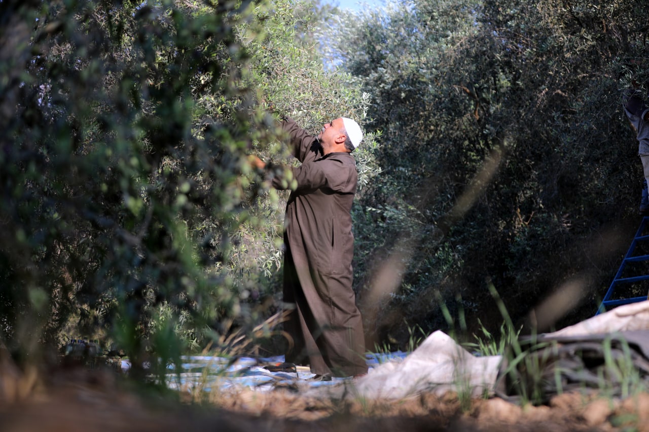 مـوسـم قـطف الزيتون في غـزة