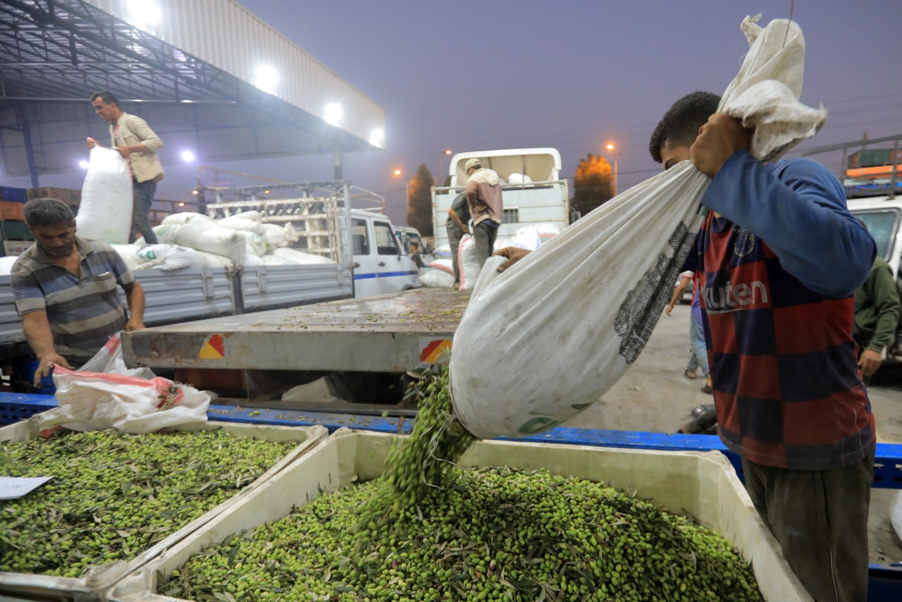 مـوسـم قـطف الزيتون في غـزة