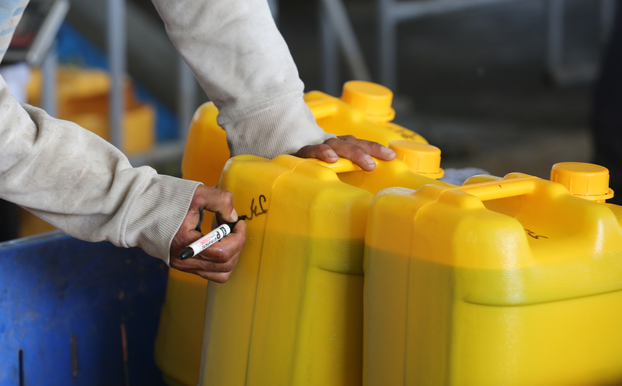 بالصور: موسم حصاد الزيتون في غزة