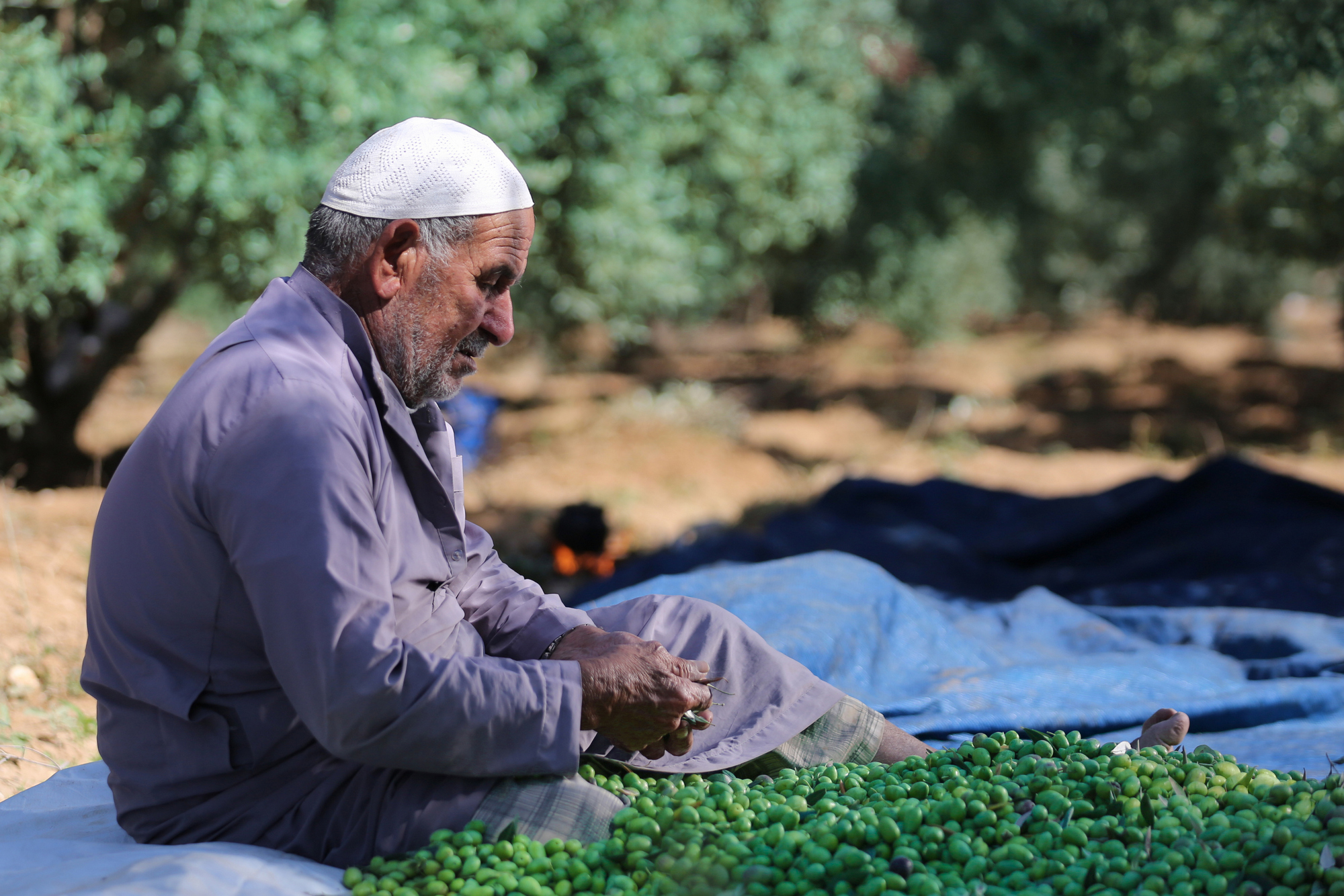 بالصور: موسم حصاد الزيتون في غزة