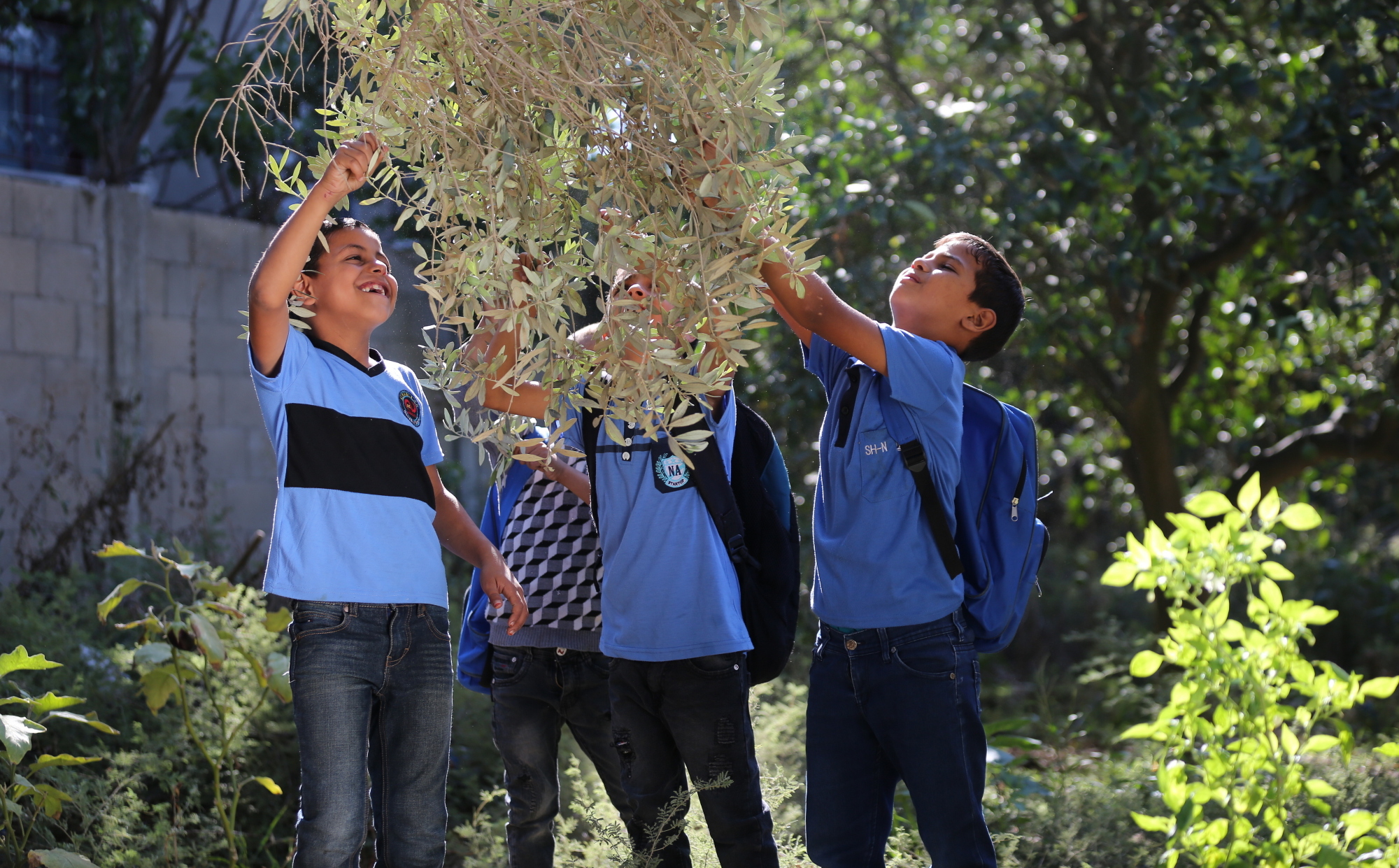 بالصور: موسم حصاد الزيتون في غزة