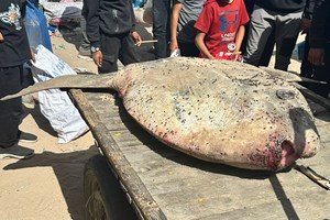 "شرطة البلديات" بخانيونس تضبط وتتلف "سمكة الشمس" السامة
