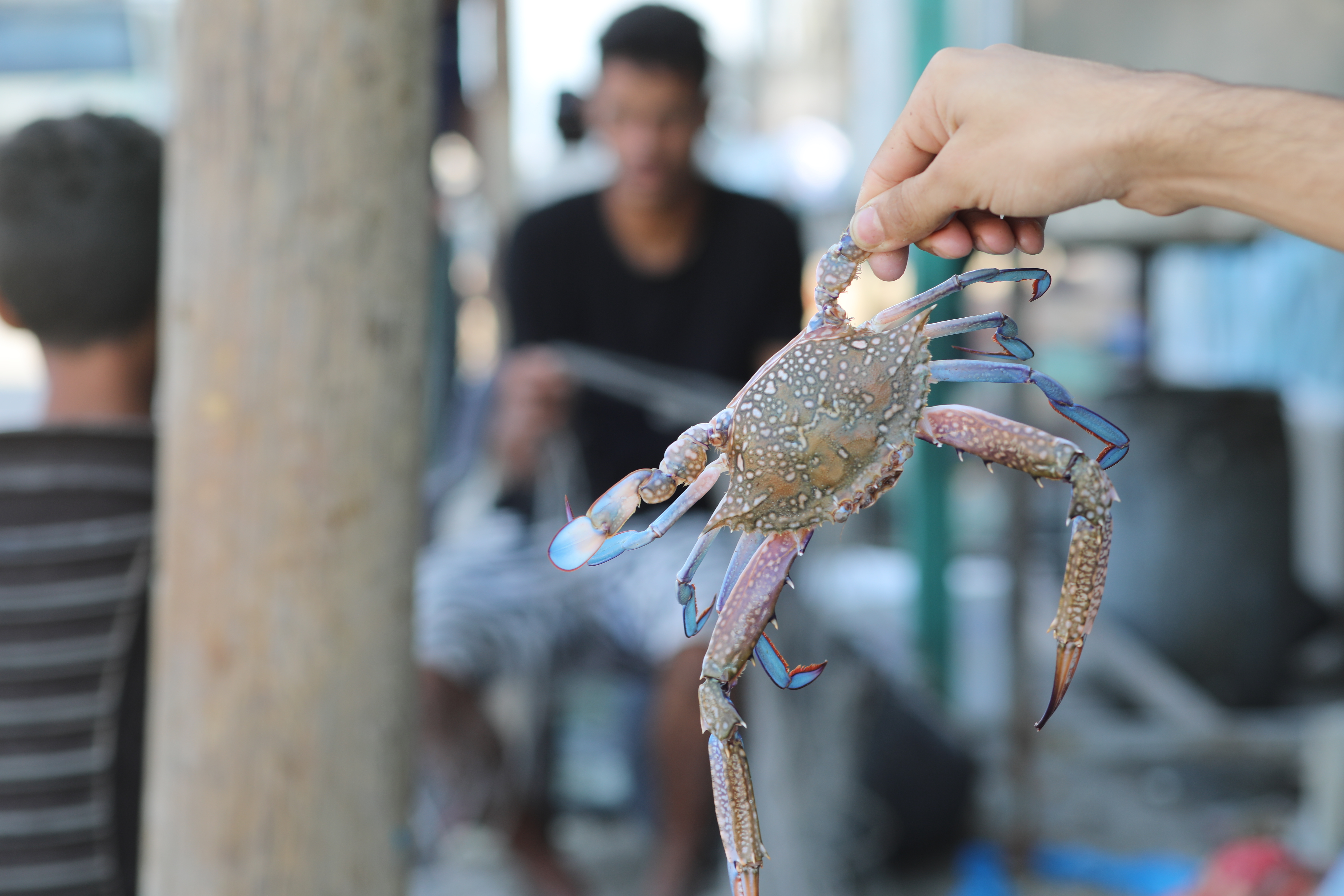 موسم صيد "سلطعون البحر" في غزة