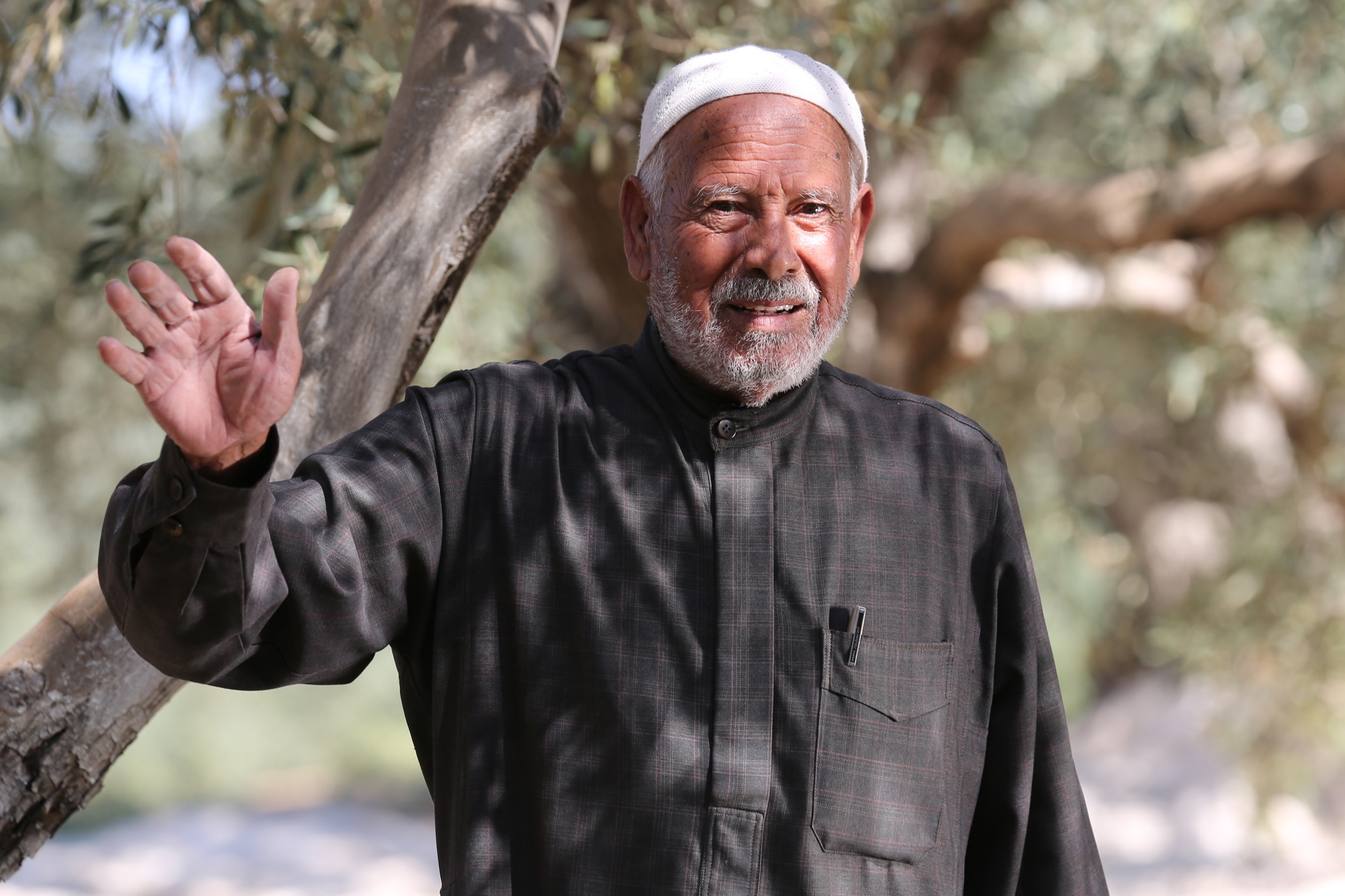 بالصور: موسم حصاد الزيتون في غزة