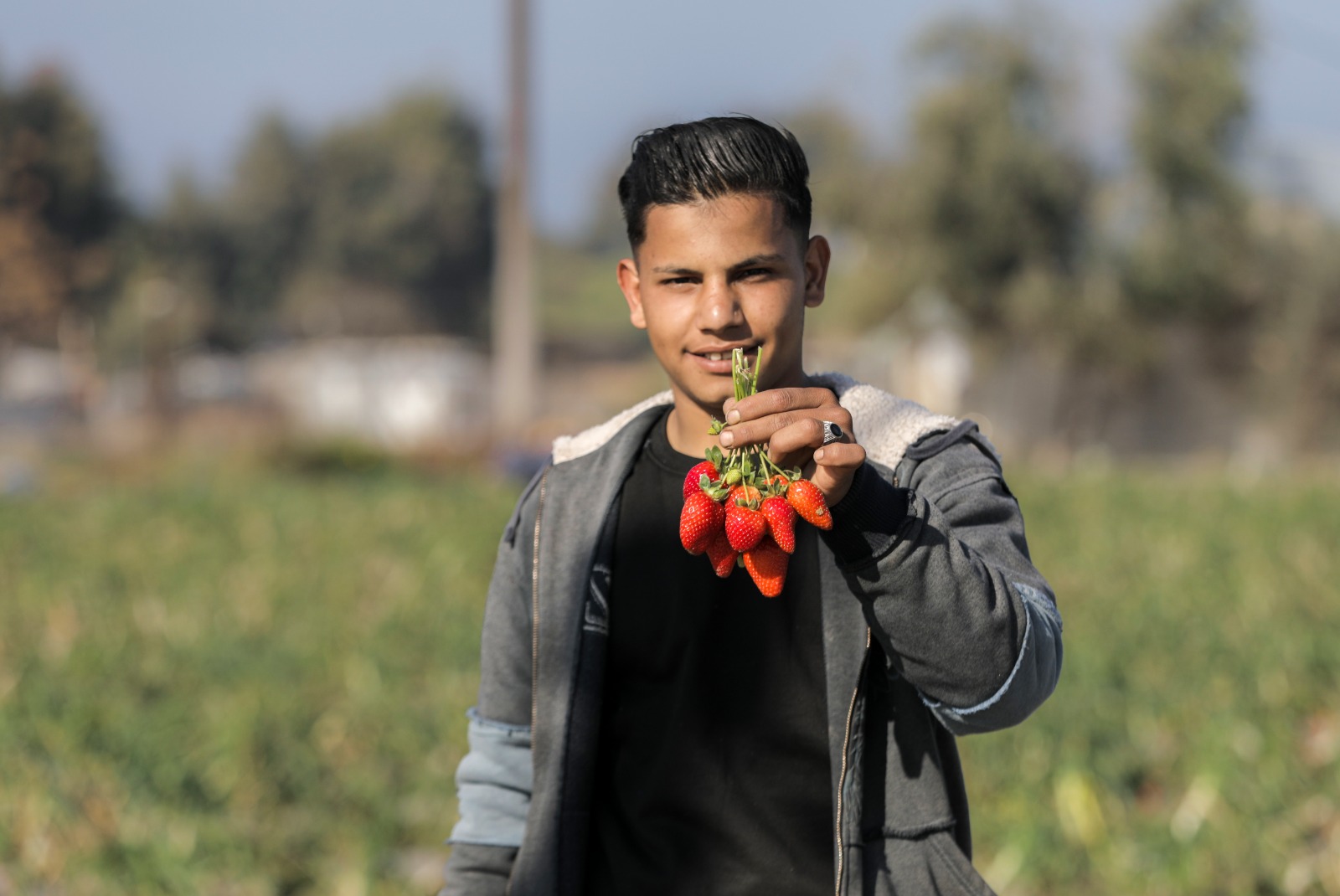 موسم قطف "الفراولة" في غزة