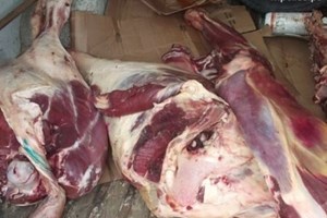 شرطة البلديات تضبط لحوم فاسدة بالوسطى