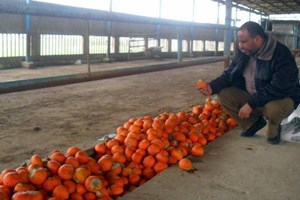 ضبط "900" كيلو فواكه فاسدة برفح