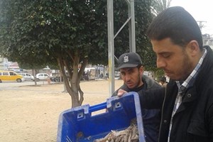 مصادرة كمية "سمك فاسد" بخان يونس