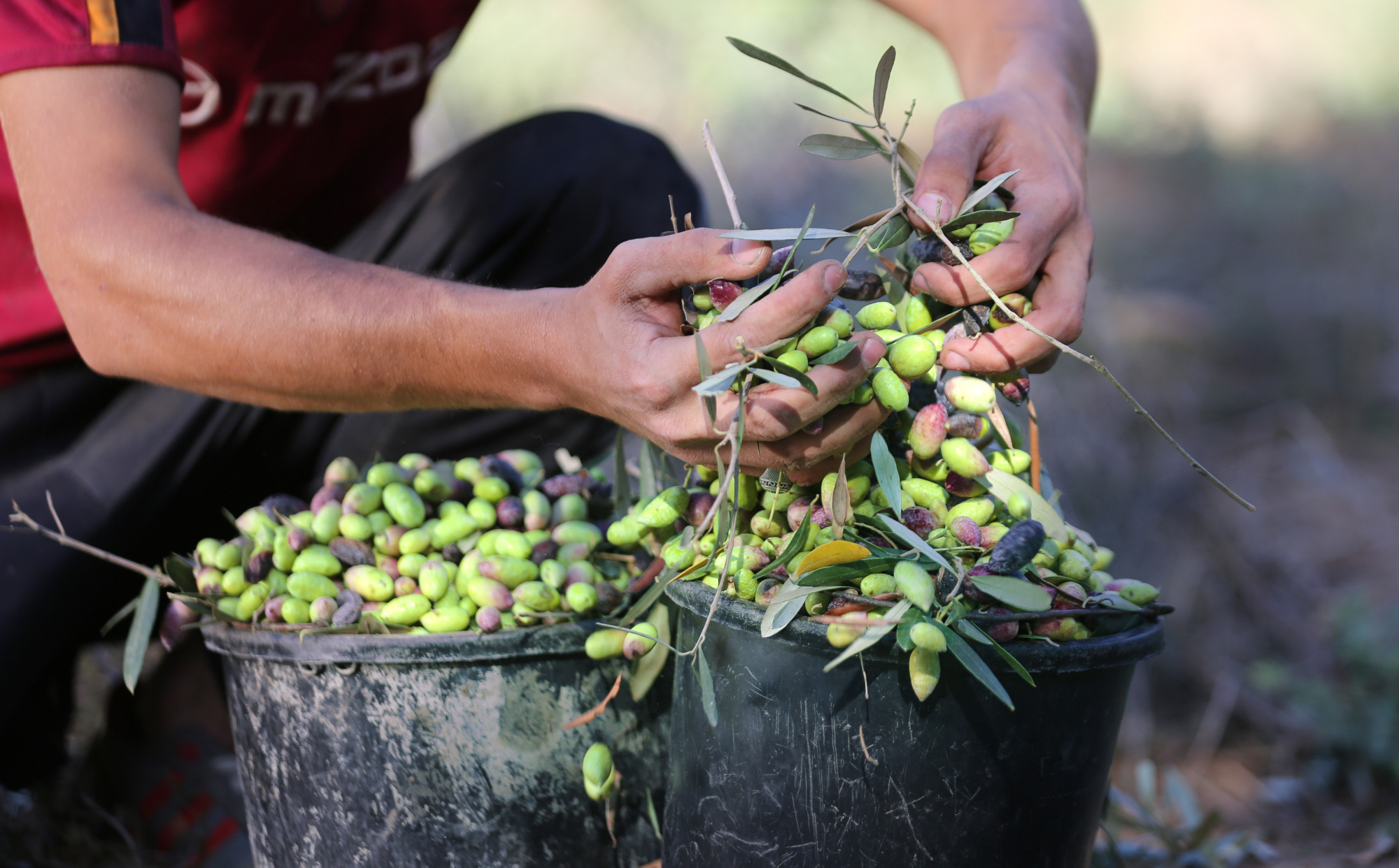 بالصور: موسم حصاد الزيتون في غزة