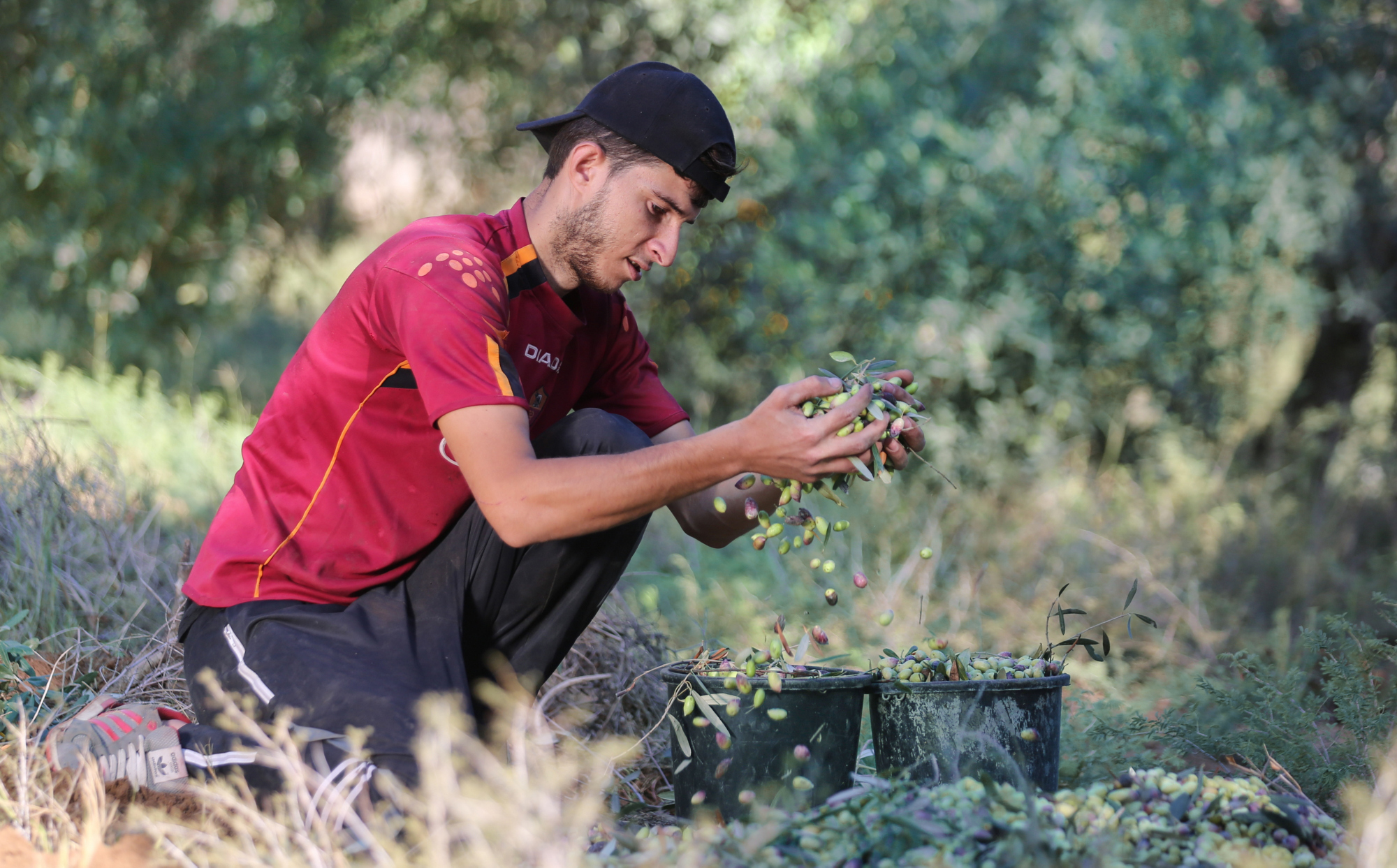 بالصور: موسم حصاد الزيتون في غزة