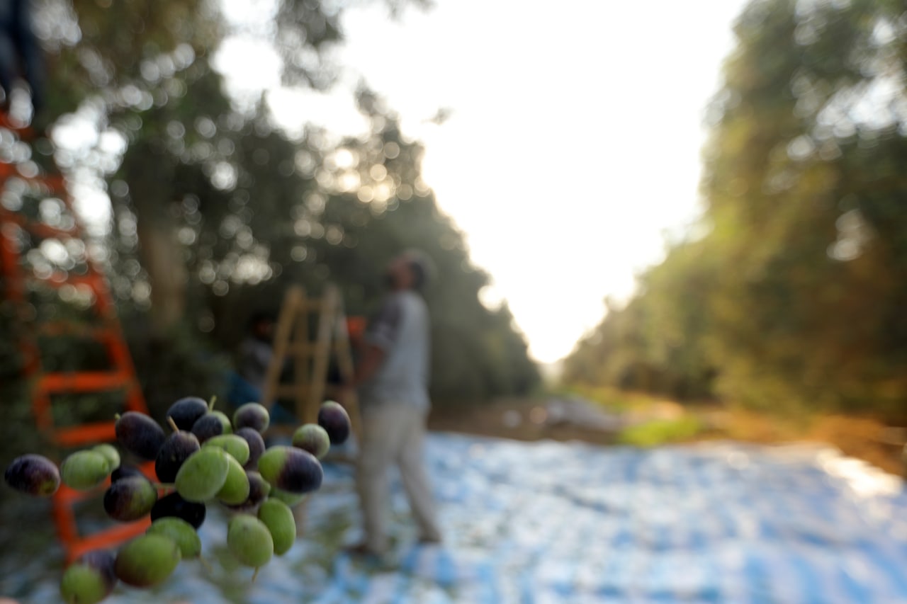 مـوسـم قـطف الزيتون في غـزة