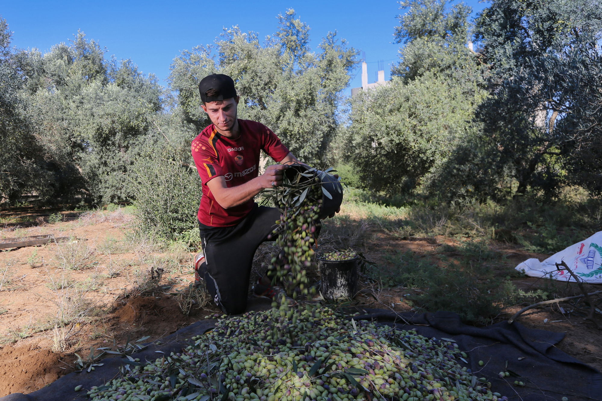 بالصور: موسم حصاد الزيتون في غزة