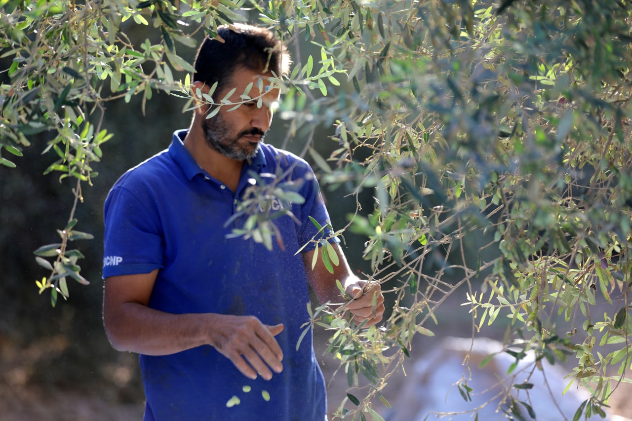 مـوسـم قـطف الزيتون في غـزة