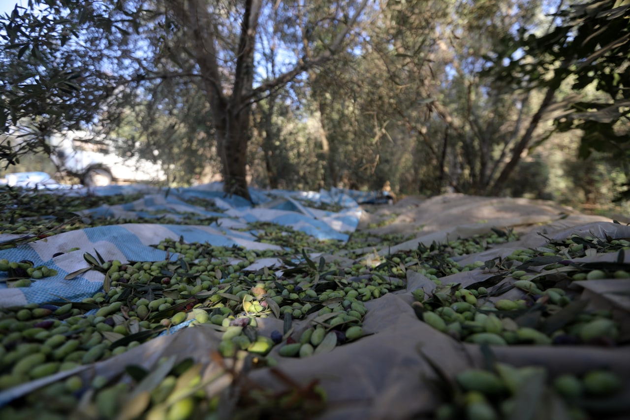 مـوسـم قـطف الزيتون في غـزة