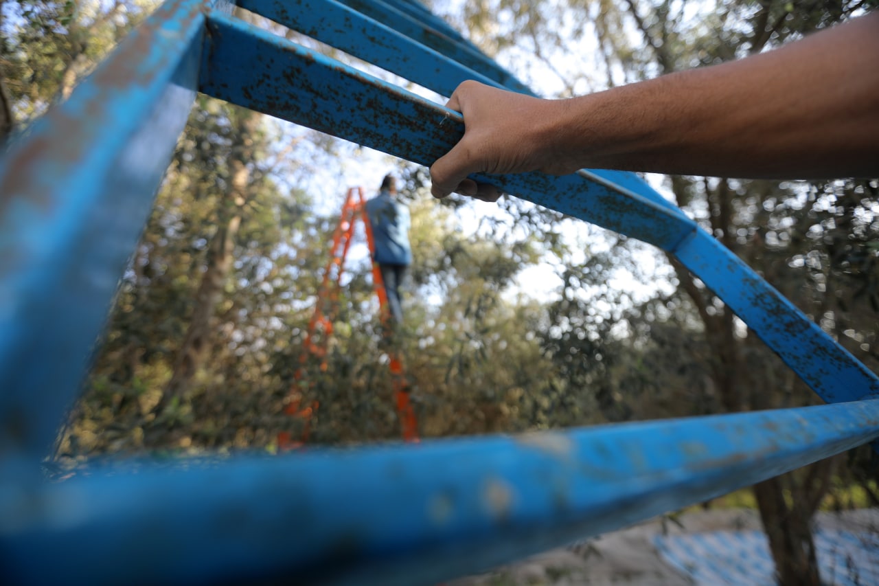 مـوسـم قـطف الزيتون في غـزة