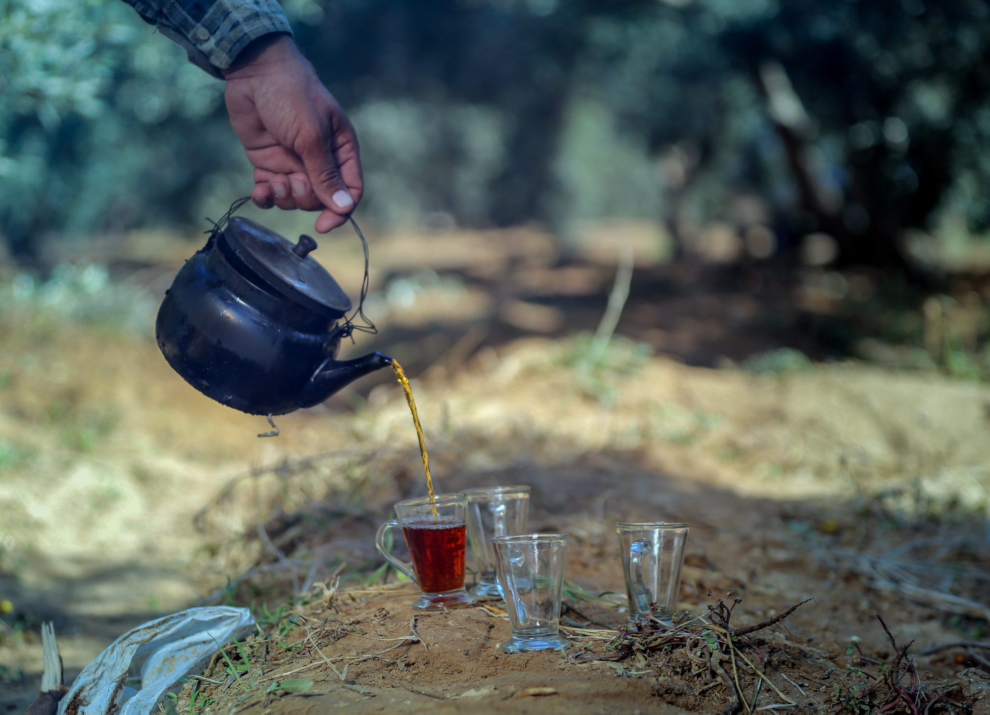 بالصور: موسم حصاد الزيتون في غزة