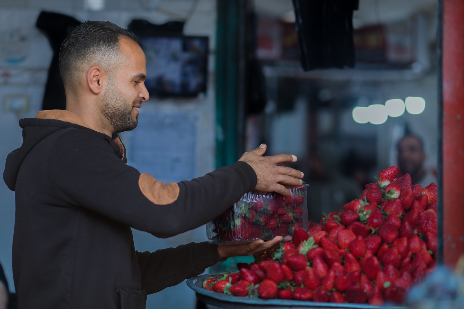 موسم قطف "الفراولة" في غزة
