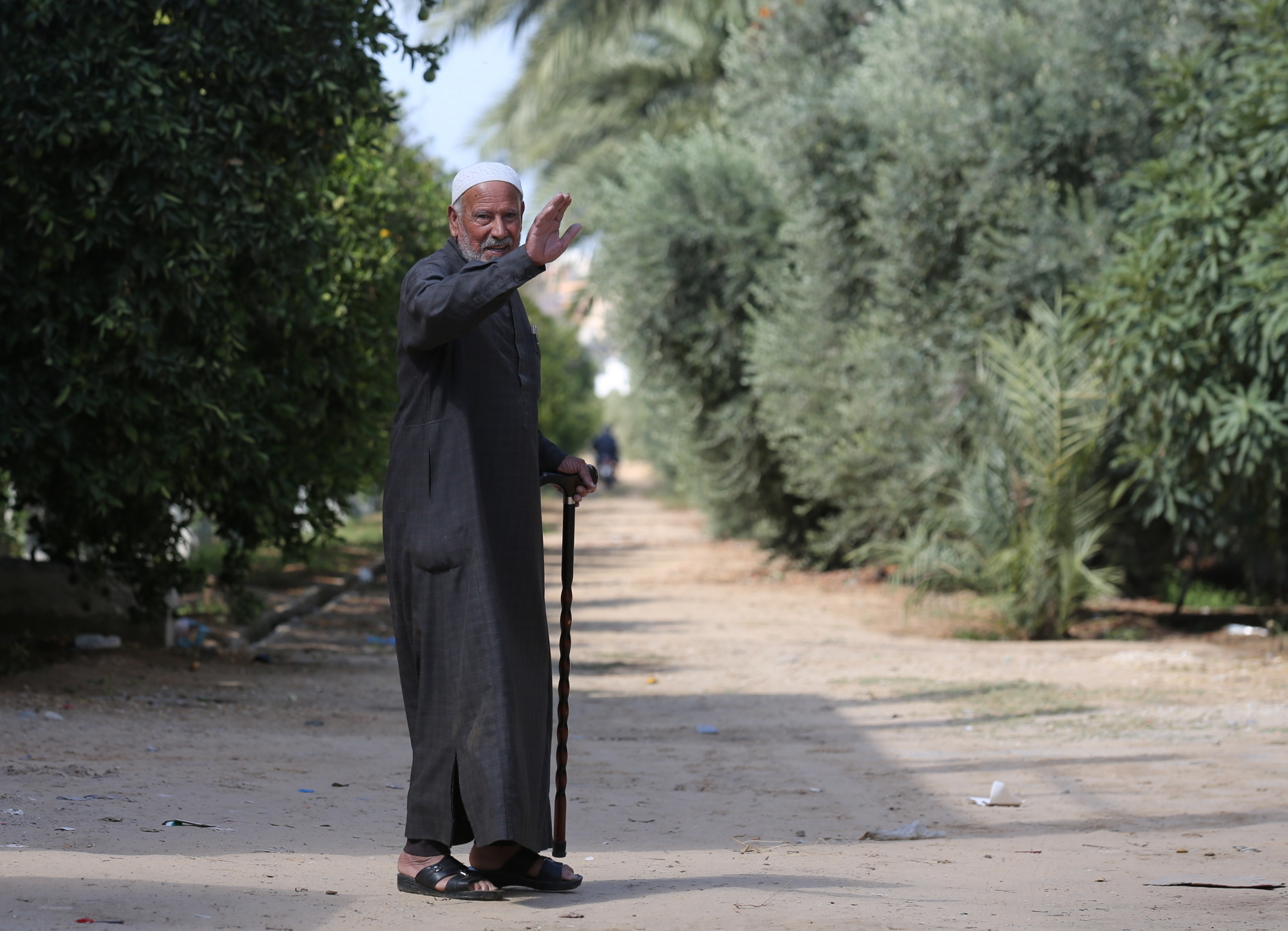 بالصور: موسم حصاد الزيتون في غزة