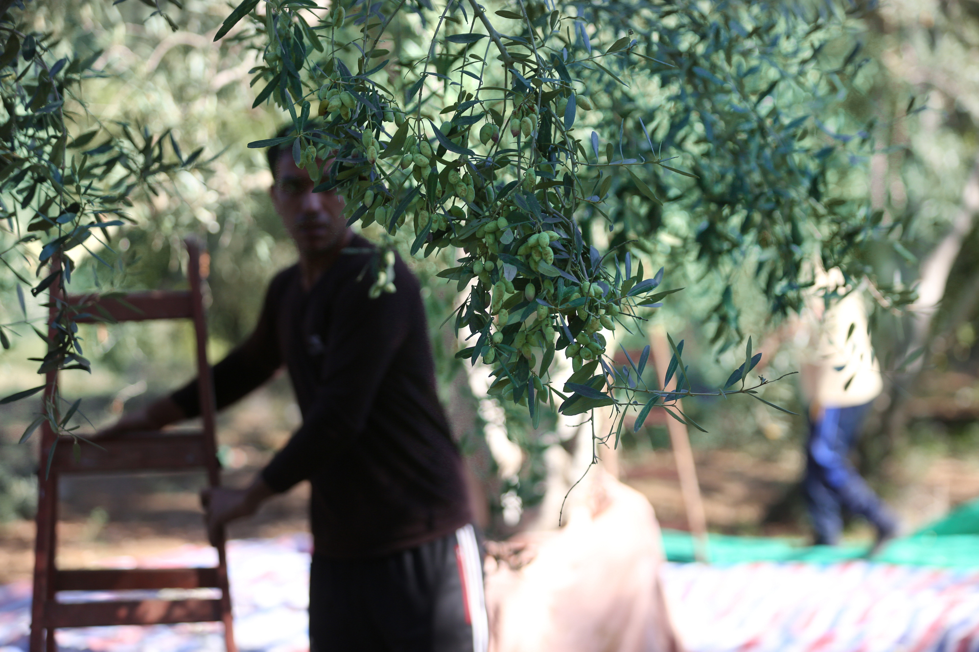 بالصور: موسم حصاد الزيتون في غزة