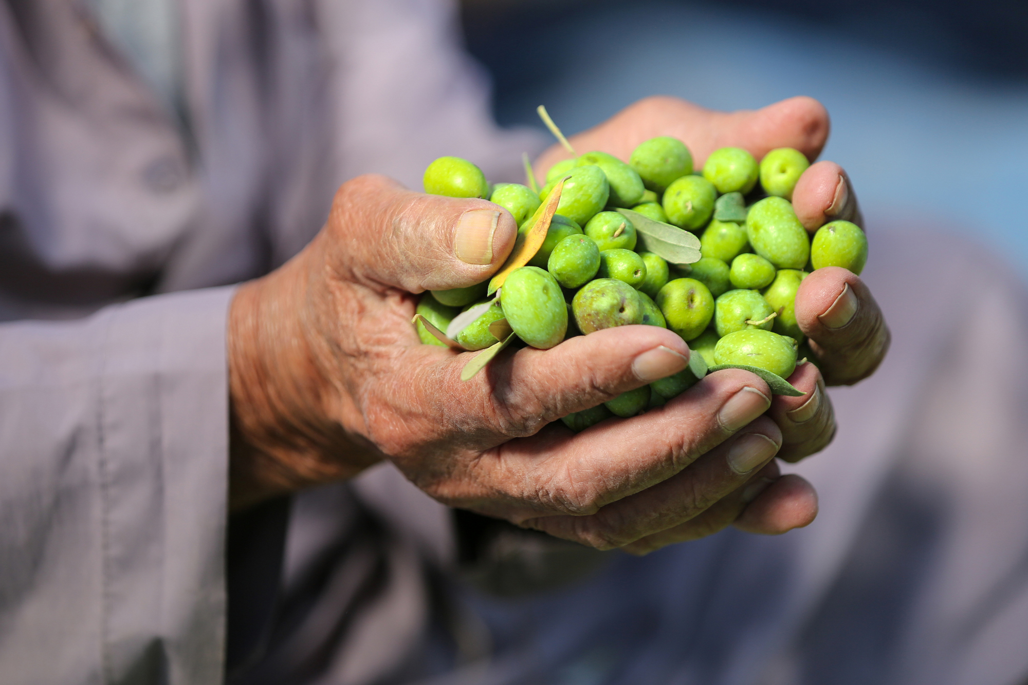 بالصور: موسم حصاد الزيتون في غزة