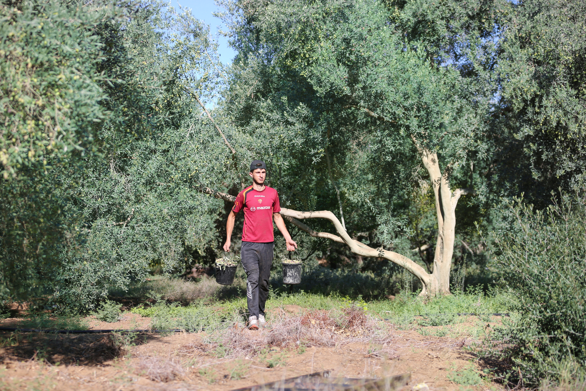 بالصور: موسم حصاد الزيتون في غزة