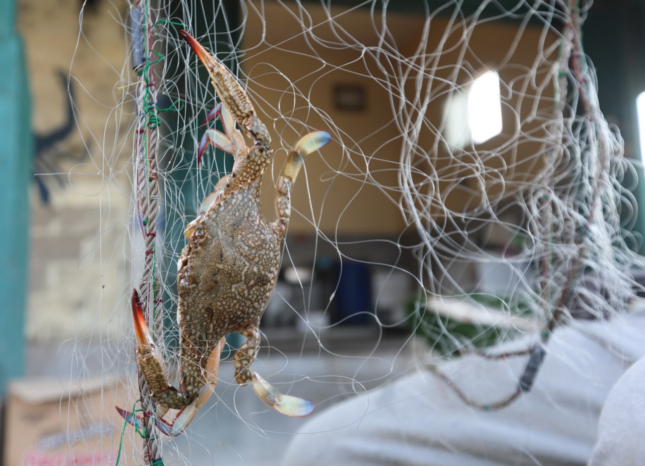 موسم صيد "سلطعون البحر" في غزة