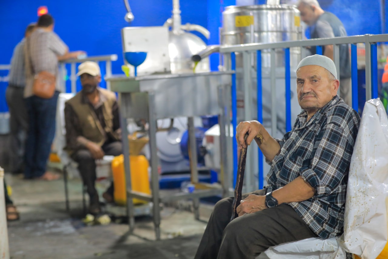 مـوسـم قـطف الزيتون في غـزة