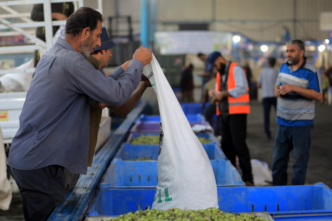 مـوسـم قـطف الزيتون في غـزة