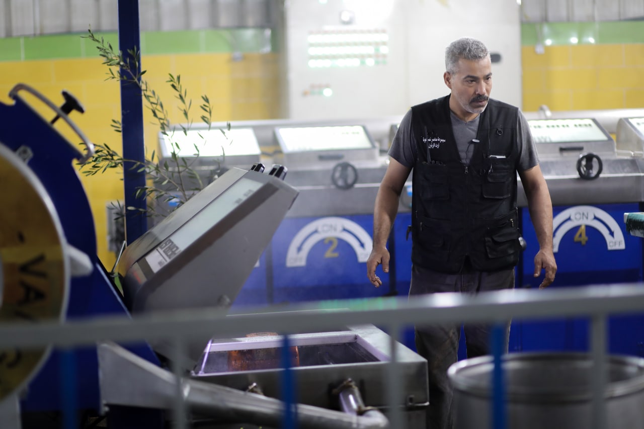 مـوسـم قـطف الزيتون في غـزة