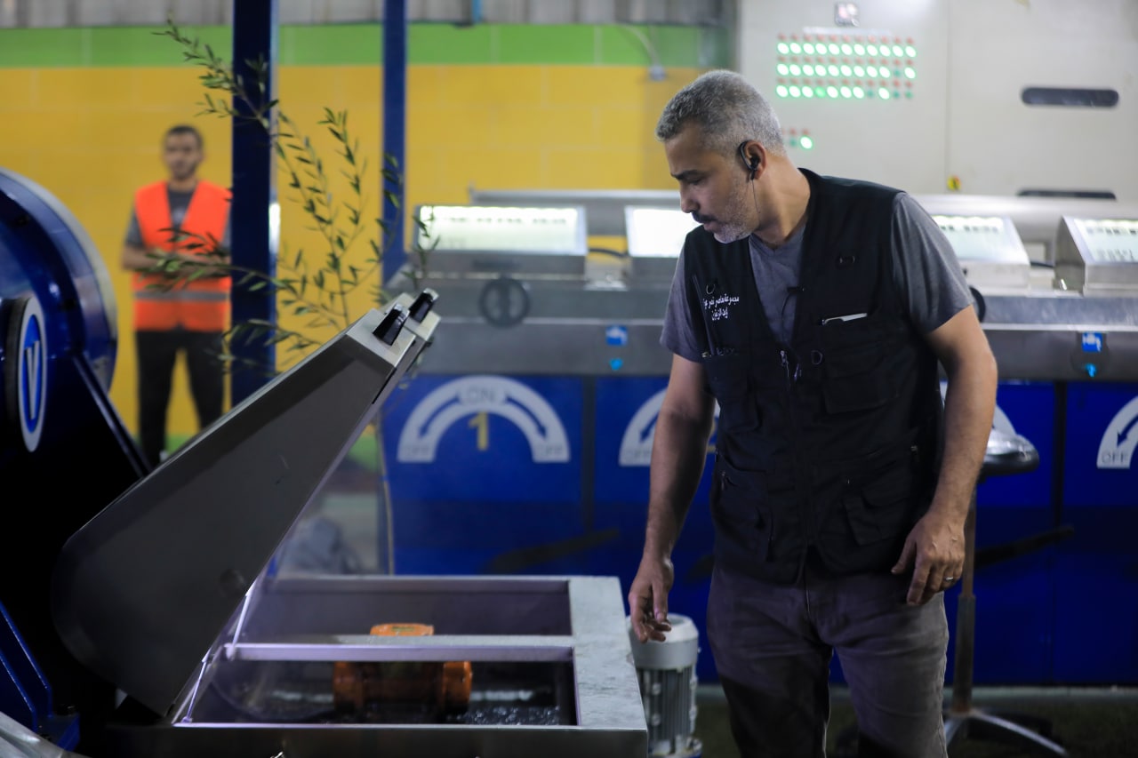 مـوسـم قـطف الزيتون في غـزة