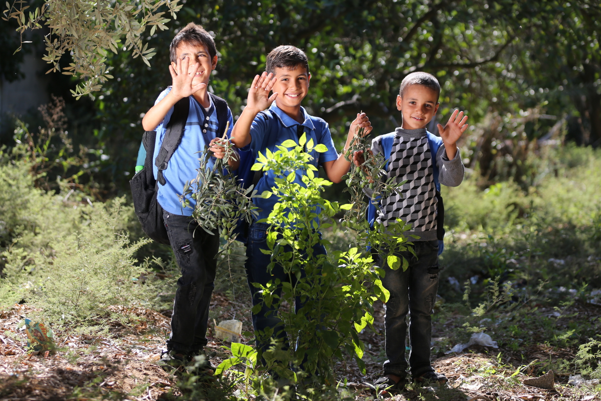 بالصور: موسم حصاد الزيتون في غزة