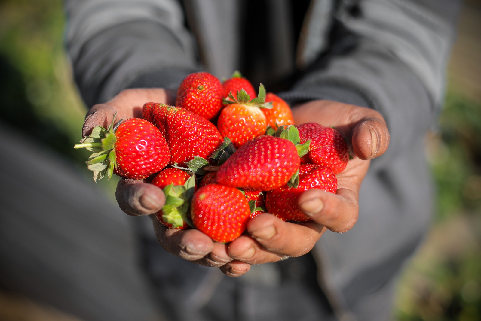 موسم قطف "الفراولة" في غزة