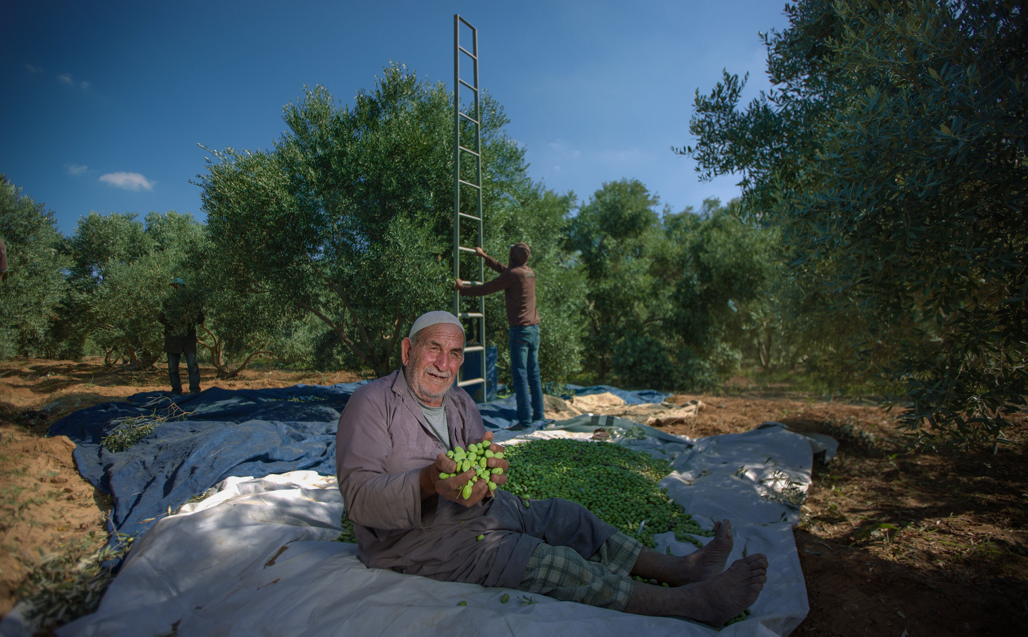 بالصور: موسم حصاد الزيتون في غزة