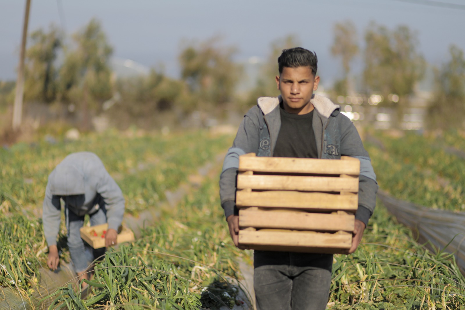 موسم قطف "الفراولة" في غزة