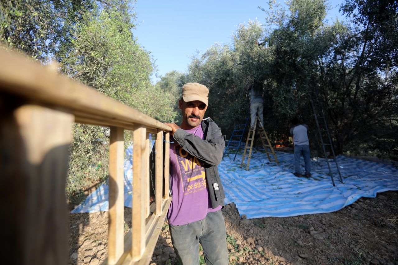 مـوسـم قـطف الزيتون في غـزة