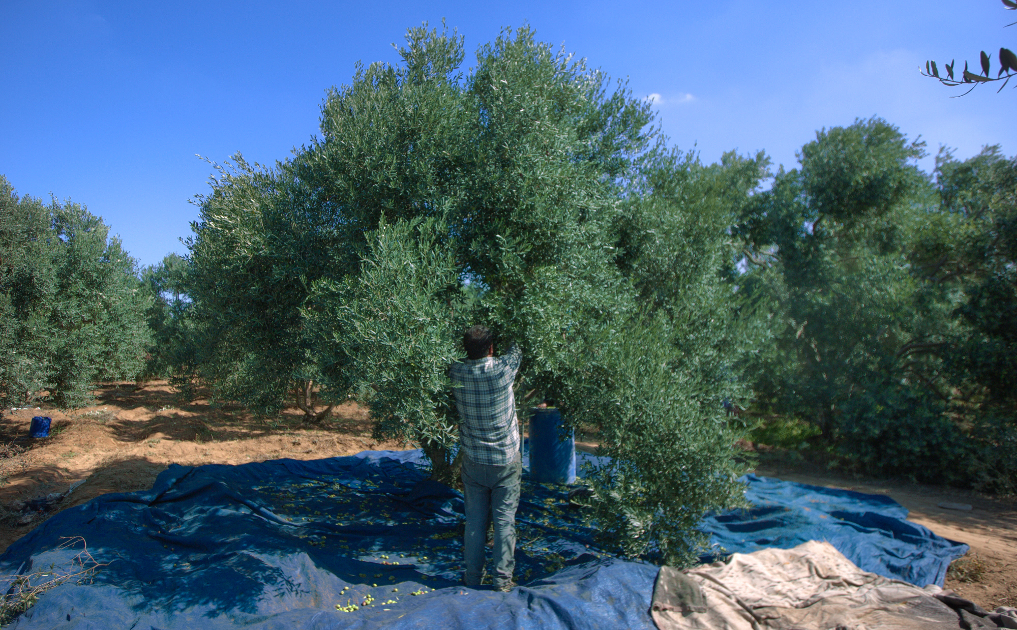 بالصور: موسم حصاد الزيتون في غزة