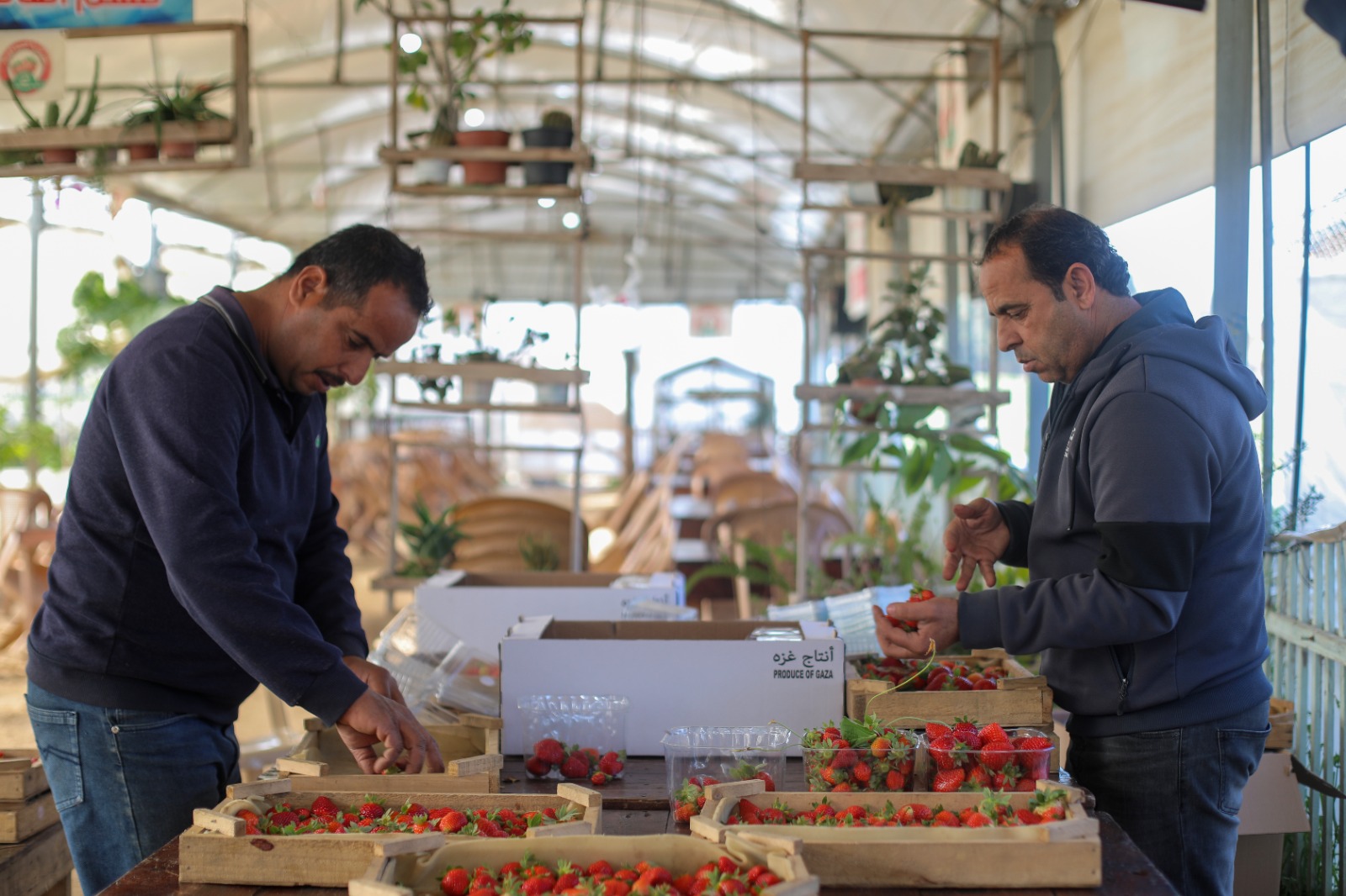 موسم قطف "الفراولة" في غزة