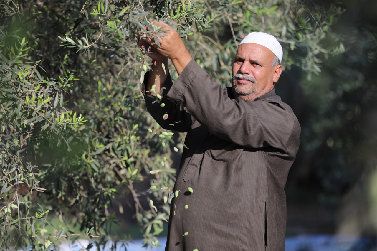مـوسـم قـطف الزيتون في غـزة