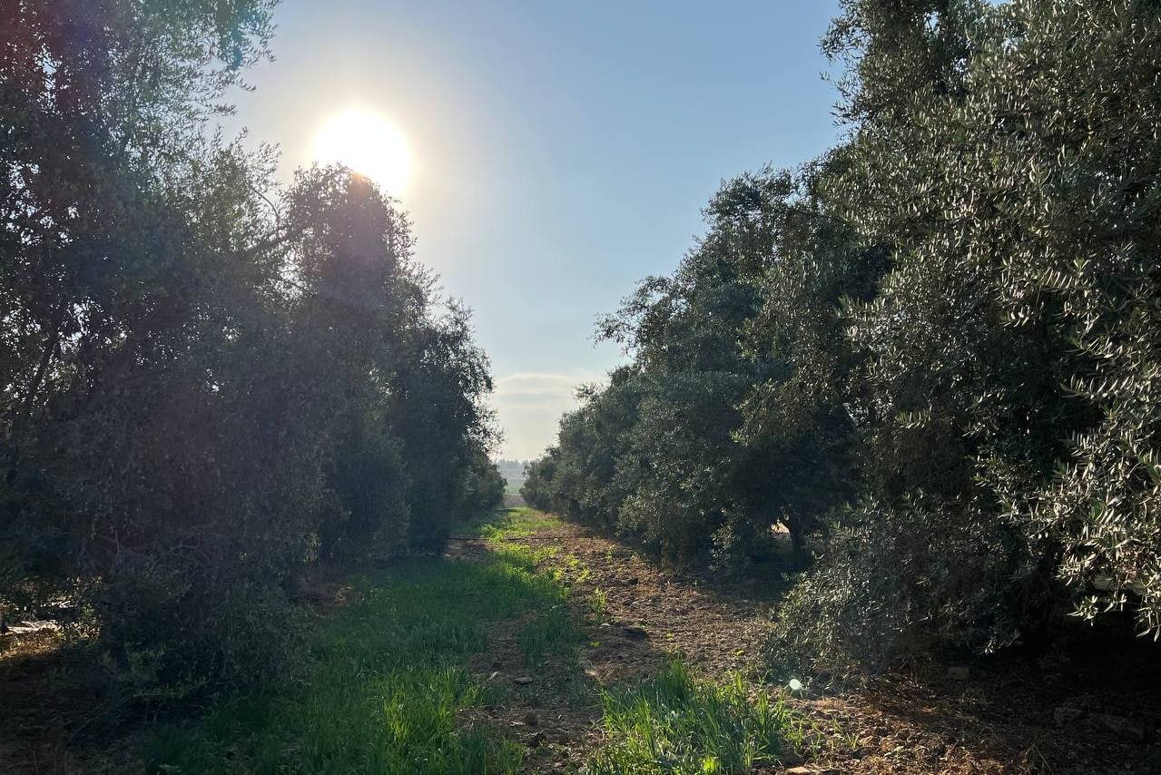 مـوسـم قـطف الزيتون في غـزة